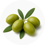 Azeitonas num ramo, qualidade de nossos produtos.